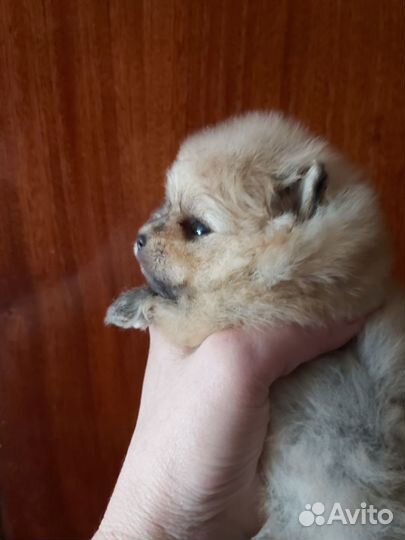 Щенки померанского шпица