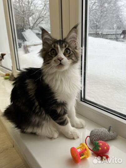 Котёнок Мейн-кун с документами