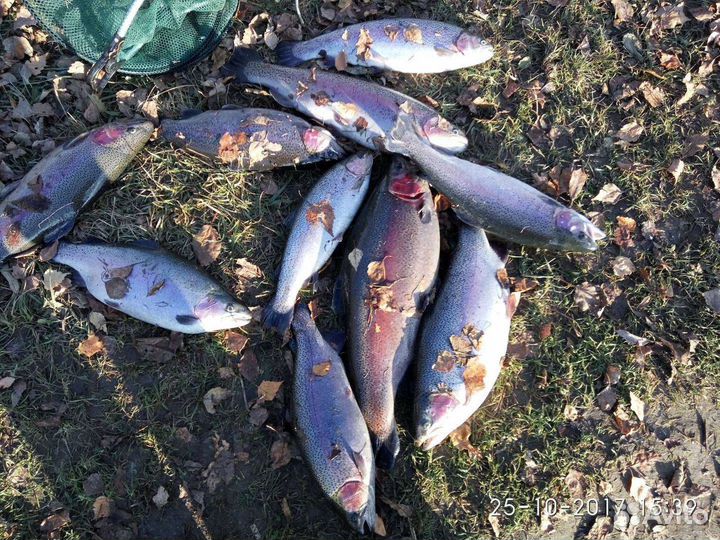 Форель свежепойманная, свежемороженая (летом возмо