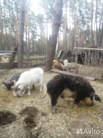 Венгерская мангалица