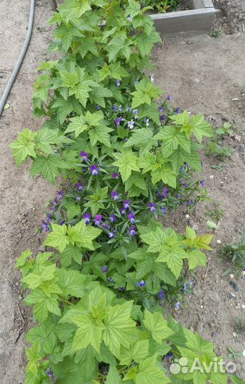 Кусты смородины