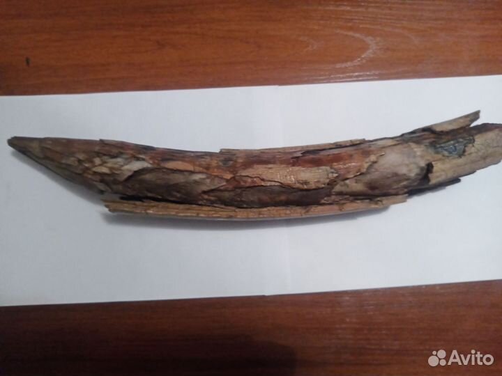 Бивень мамонта