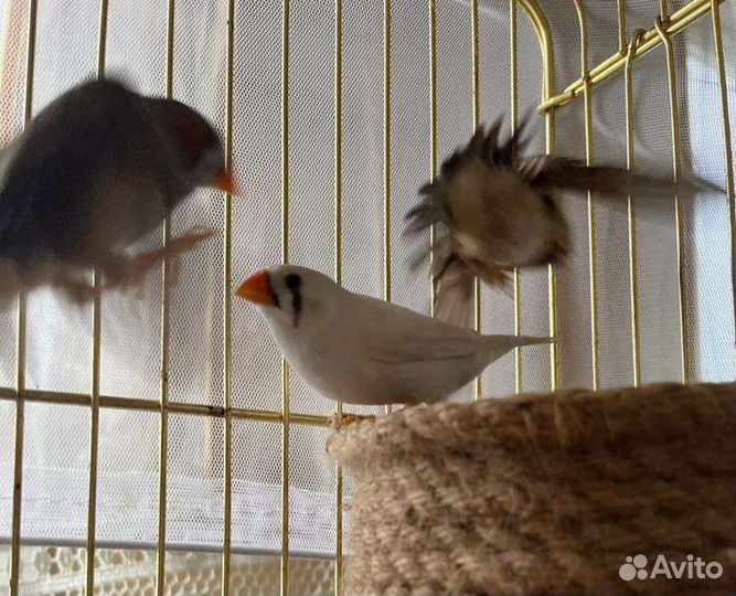 Зебровые амадины