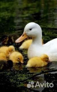 Утята- Агидель, ск 6, подрощенные