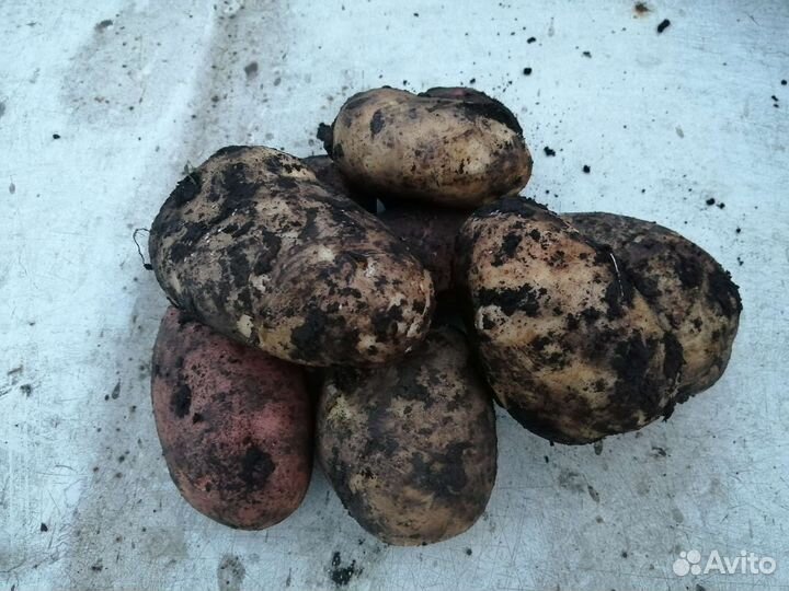 Продаю молодой картофель