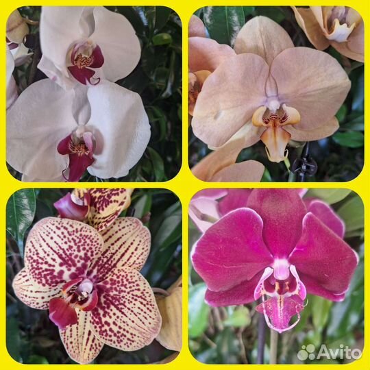Сортовые орхидеи фаленопсисы