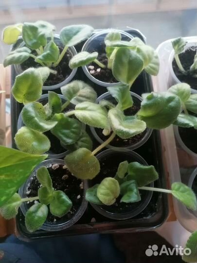 Фиалка розовая