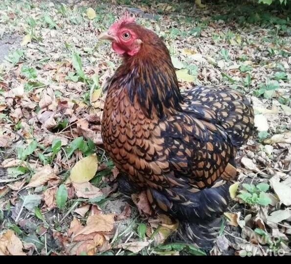 Цыплята кохинхин карликовый золото окаймленое