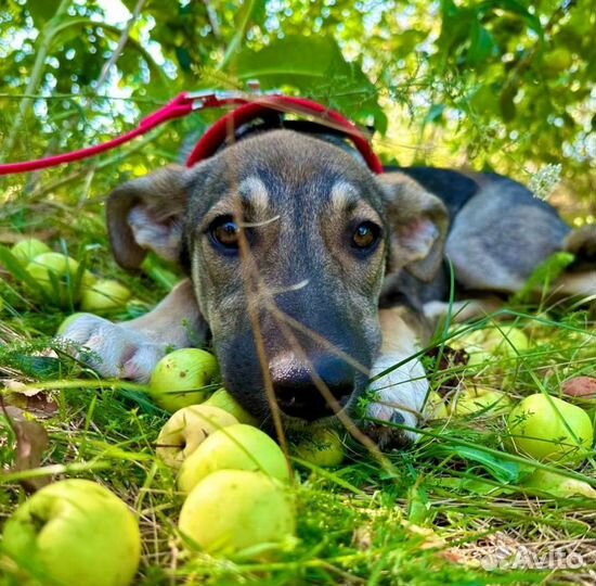 Щенок крупной породы, девочка, в добрые руки