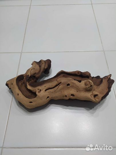 Коряга мангровая