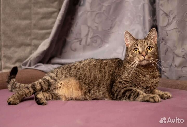 Котик в добрые руки