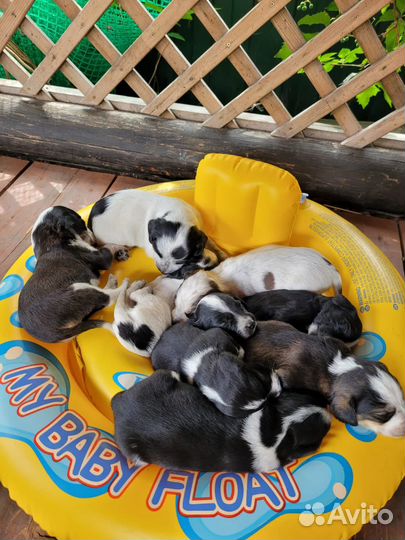 В добрые руки