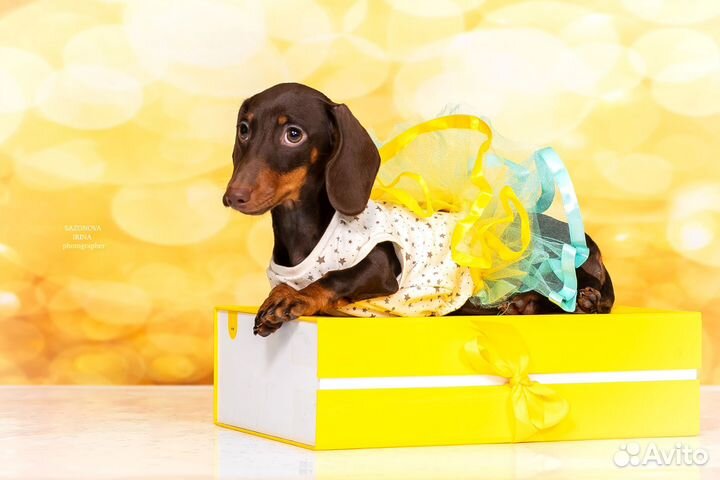 Кроличья такса девочка, очень маленького размера