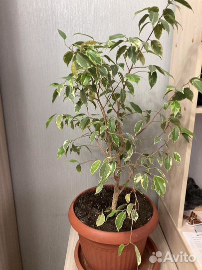 Бенджамина