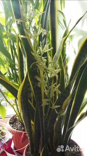 Сансевиерия