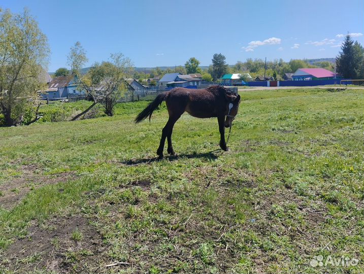 Лошади кобыла и стригуны