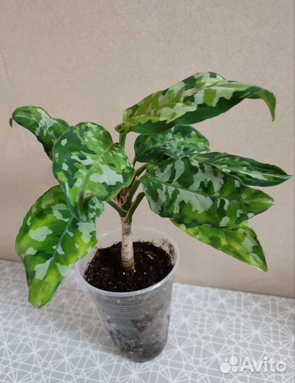 Сингониумы 2 сорта, Даффи, пеперомия, аглаонема