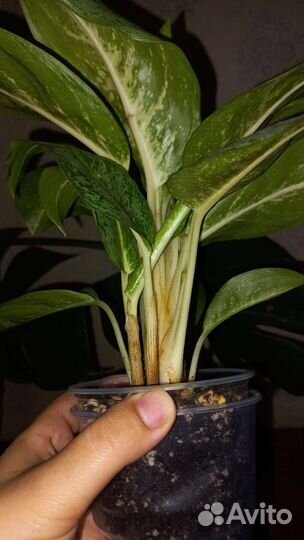 Сортовые аглаонемы