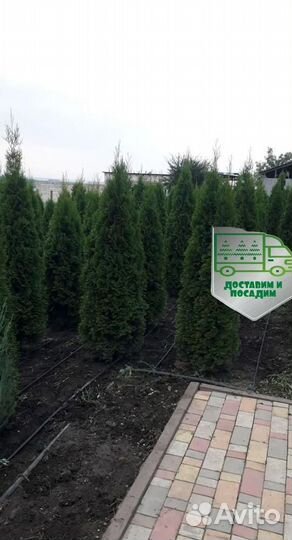 Туя Смарагд