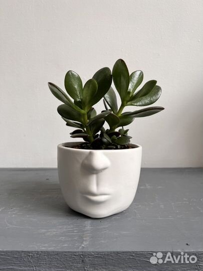 Цветок денежное дерево