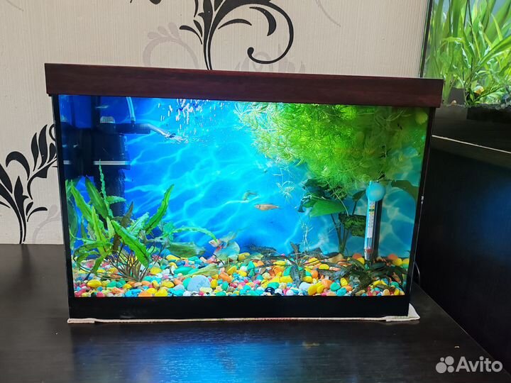 Аквариум с рыбками