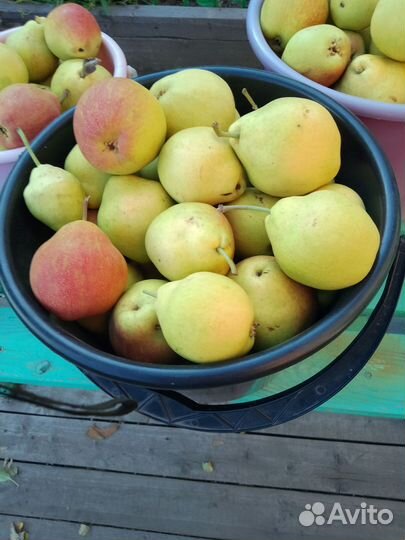 Садовая груша