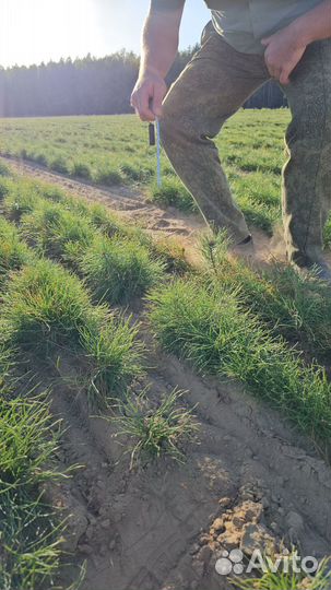 Сеянцы ели окс