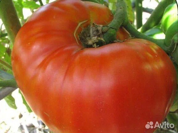Семена томатов Гигантистика
