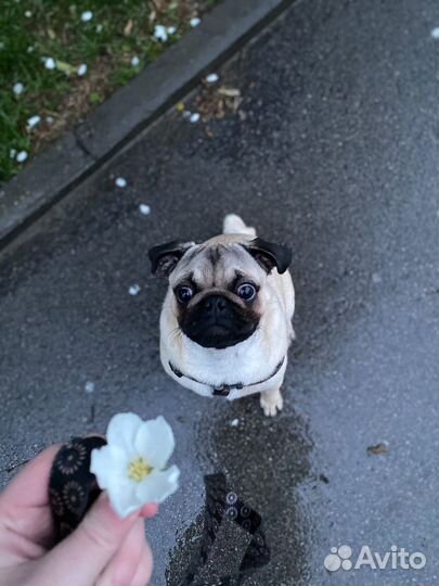 Мопс вязка мальчик