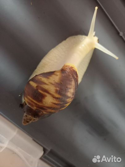 Улитки ахатины