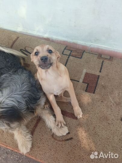 Девочка в добрые ручки