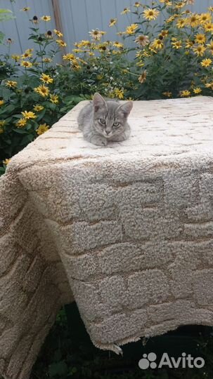 Отдам кошечку в добрые руки