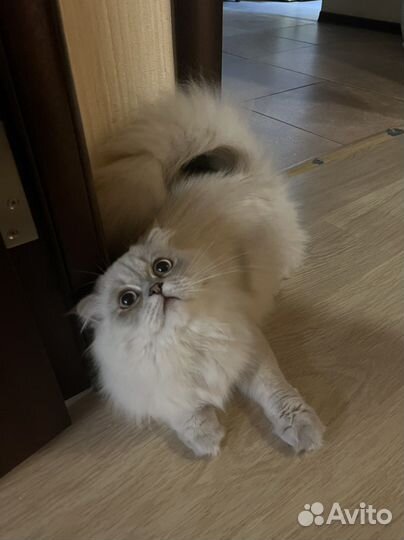 Шотландский кот вязка