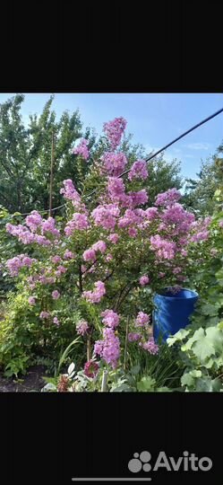 Индийская сирень