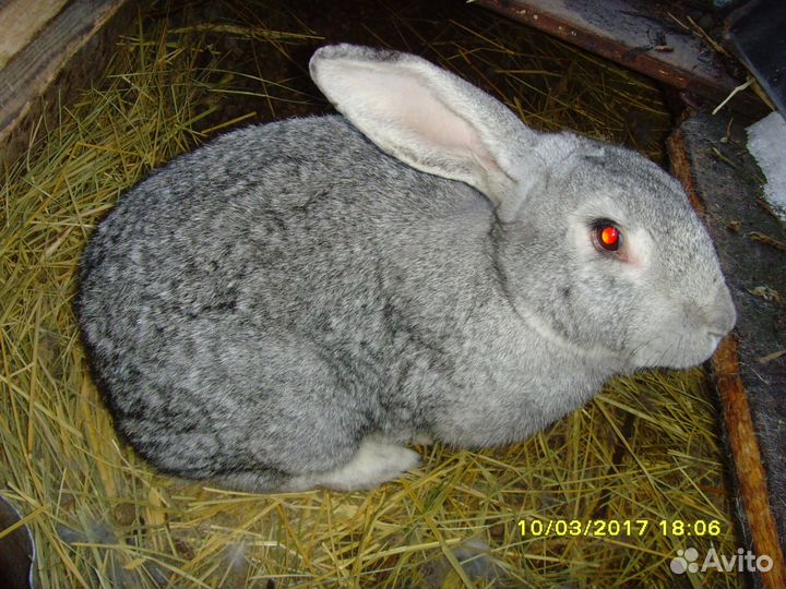 Кролики, крольчата