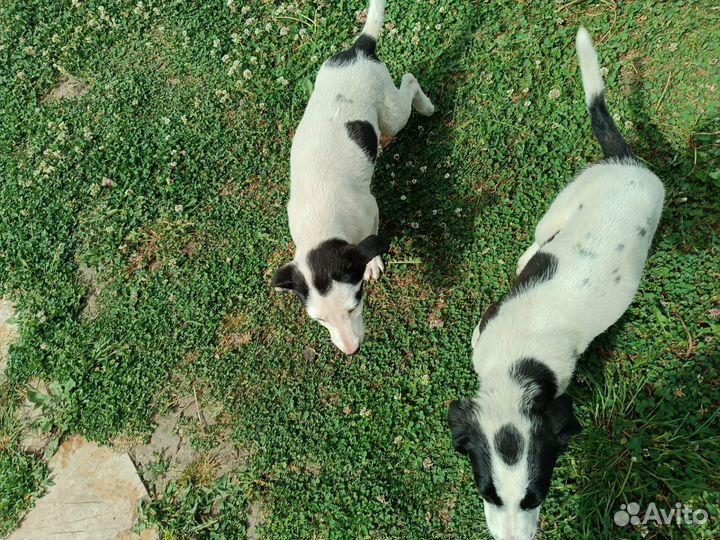 Отдам в добрые руки