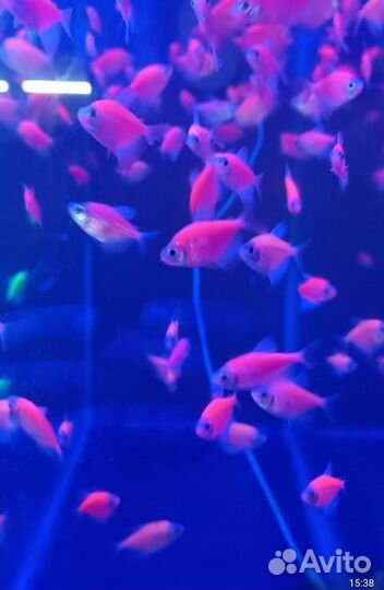 Рыбка Тернеция глофиш