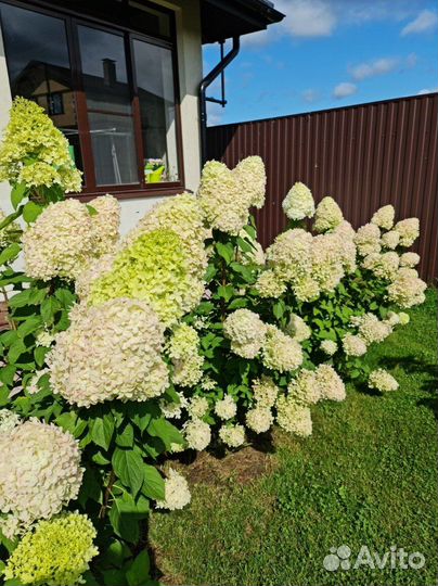 Гортензия «Сильвер доллар».Рассада цветов