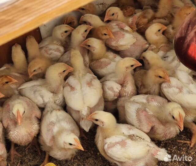 Бройлер Арбор Айкрес (Кобб-700)