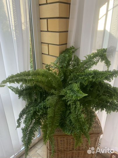 Папоротник комнатный