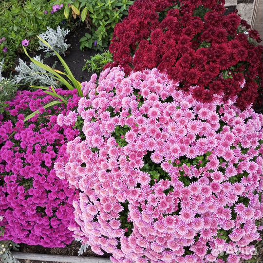 Хризантема мультифлора