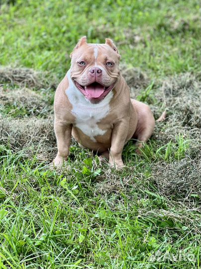 Красавица булли Аврора