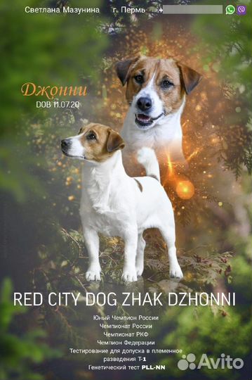 Вязка джек рассел терьер