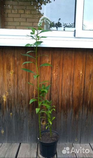 Вербейник, герань садовая и колосняк песчаный