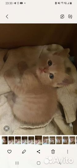 Котята в добрые руки