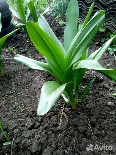 Безвременник