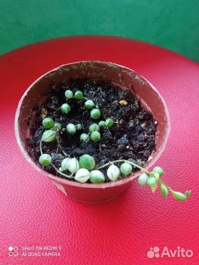 Крестовник роули вариегатный