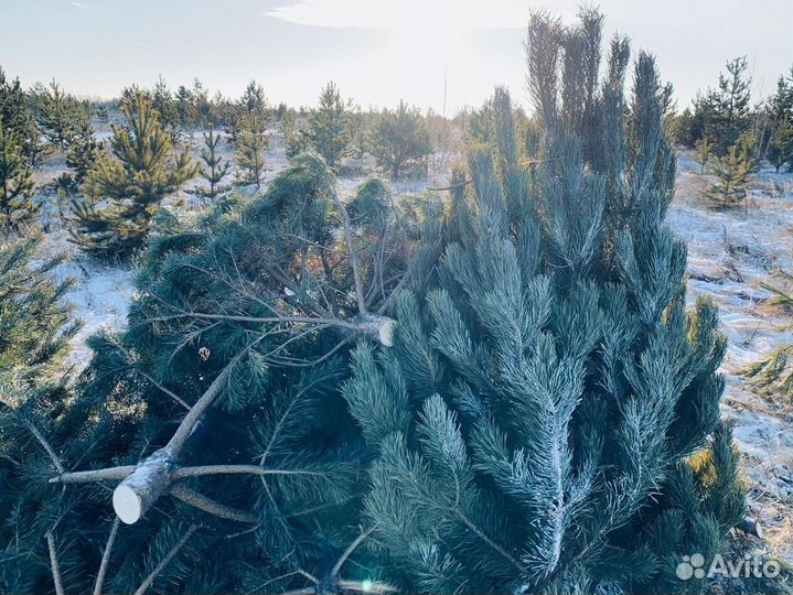 Елка сентябрьская новогодняя опт