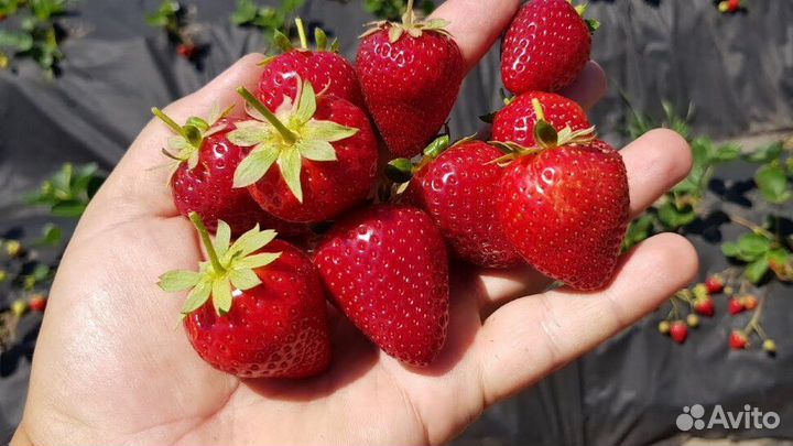 Саженцы ремонтантной клубники Кабрилло (5шт)