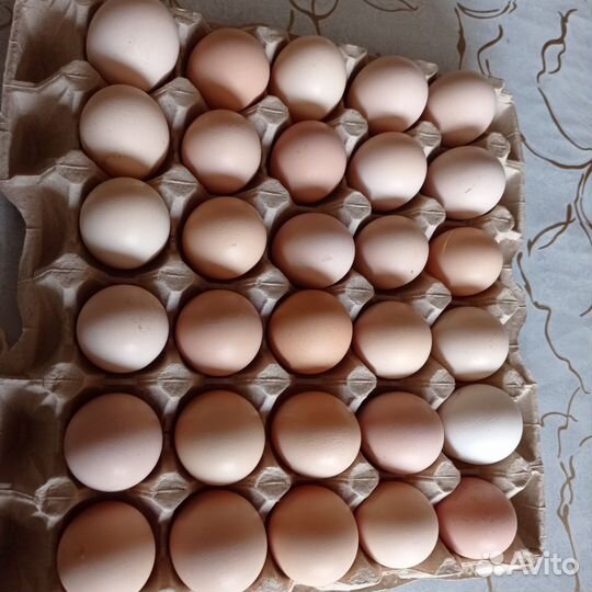 Инкубационное яйцо, домашней курицы